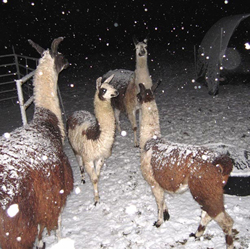 llamas in the snow